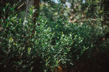 A blurred, close-up shot of lush green foliage in a shaded forest. a dense, verdant thicket of...
