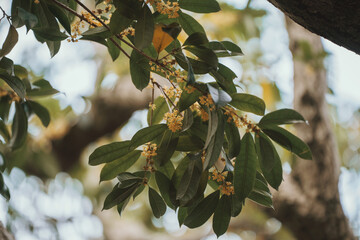 A close-up shot of a tree branch laden with small, yellow flowers and green leaves. The background is blurred, showing more of the tree and sky.