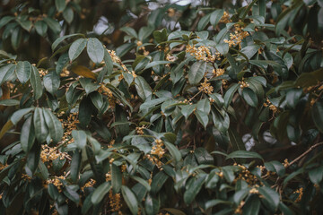 A close-up shot of a leafy tree with small, yellow flowers in bloom. The dark background emphasizes the foliage and blossoms.