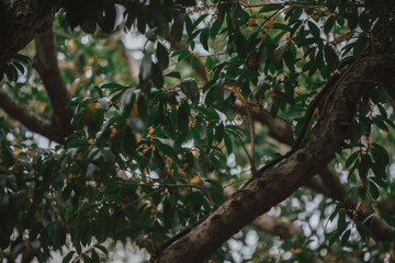 A close-up shot of a tree branch with lush green leaves and small yellow flowers. dark background with moody and atmospheric feel.