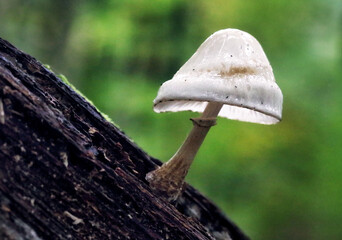 Beautiful white forest mushroom - Mucidula mucida, Oudemansiella mucida, commonly known as porcelain fungus