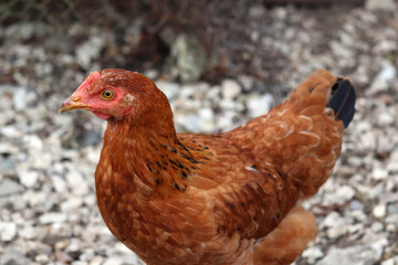 Chicken on the farm, poultry concept. Portrait of young brown hen
