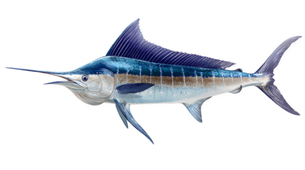 blue marlin fish with long bill, detailed scales and fins, isolated on white background