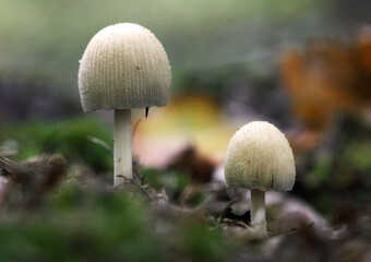 shiny cap mushrooms, (Coprinellus micaceus), emerging from the ground in autumn, close view