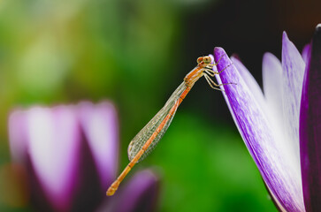 A dragonfly sits on a purple lotus flower. This tiny dragonfly usually lives in the bushes near a small stream. Garden photography background. Left copy space.
