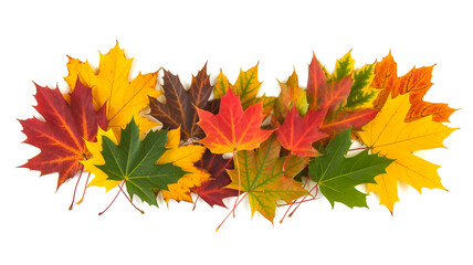A collection of autumn maple leaves arranged in a horizontal banner shape against a pure white background.