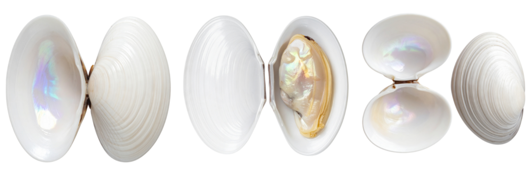 setof Open and Closed White Clam Shell Variations – Isolated on Transparent Background