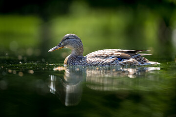 Stockente auf dem Wasser