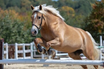 Obraz premium Palomino horse jumping over obstacle in equestrian arena
