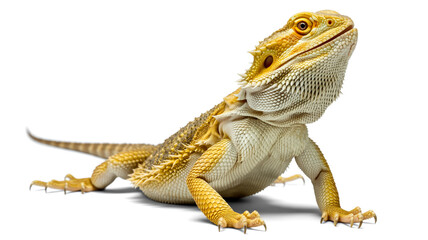 A high-quality photograph of a bearded dragon lizard against a pure white background.