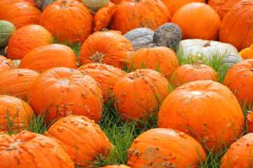 Many colorful pumpkins in the sunlight. Usual market with many pumpkins in the autumn. Halloween time