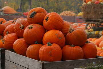 Many colorful pumpkins in the sunlight. Usual market with many pumpkins in the autumn. Halloween time