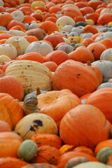 Many colorful pumpkins in the sunlight. Usual market with many pumpkins in the autumn. Halloween time