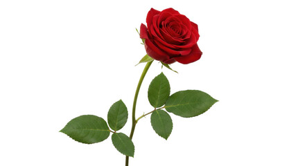 Beautiful red rose with water droplets isolated on transparent background