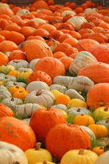 Many colorful pumpkins in the sunlight. Usual market with many pumpkins in the autumn. Halloween time