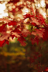 Autumn Leaves