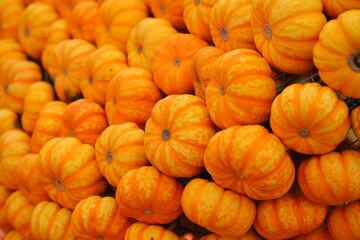 A lot of pumpkins close up. Autumn harvest colorful squashes and pumpkins in different varieties.