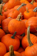 A lot of pumpkins close up. Autumn harvest colorful squashes and pumpkins in different varieties.