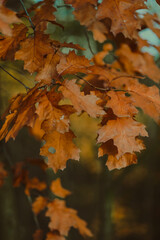 Autumn Leaves