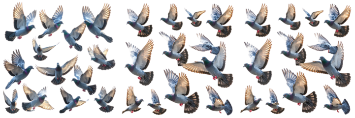 setof  Soaring Hawk Silhouette Made of Intersecting Light Beams – Abstract Energy Background PNG