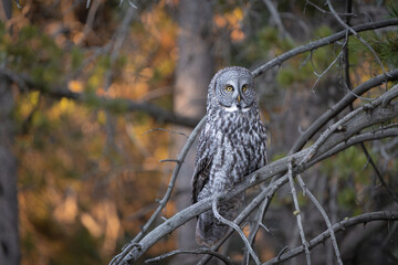 Great grey owl perched on a tree branch