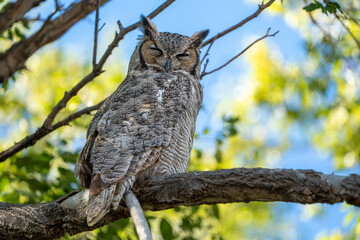 Great horned owl perched with eyes squinting