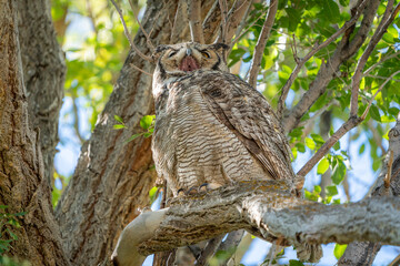 Great horned owl yawning