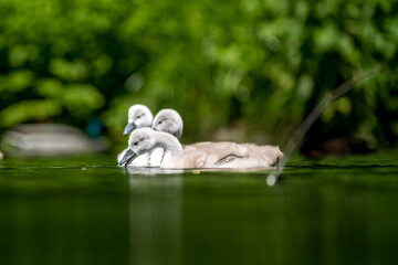 Schwanen K&uuml;cken