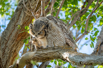 Great horned owl preening