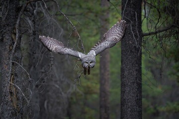 Great gray owl in flight in the forest