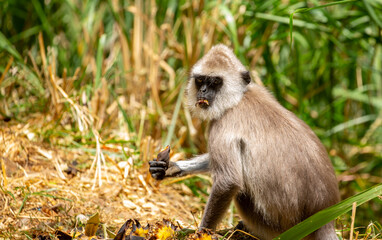 A gray langur Hanuman sits on the ground and eats bananas. Monkeys in the wild jungles of Sri Lanka. A wildlife scene featuring wild animals.