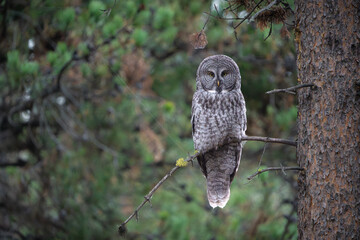 Great grey owl perched