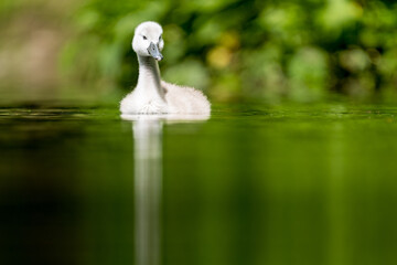 Schwanen K&uuml;cken