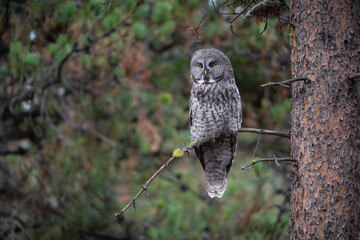 Great grey owl on a forest perch