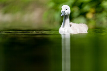 Schwanen K&uuml;cken