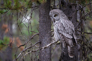 Great grey owl perched looking left