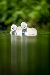 Schwanen K&uuml;cken