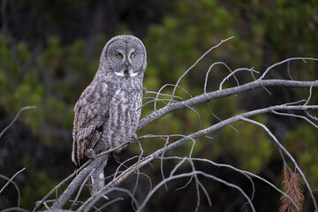 Great grey owl perched with green pine trees in the background