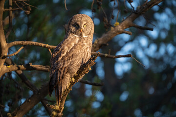 Great grey owl in evening sunlight