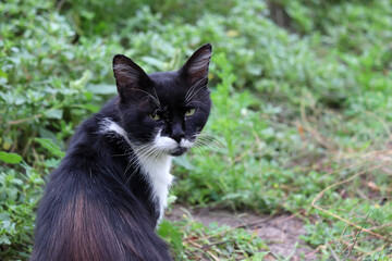 Black cat with white neck sitting on a street on green grass background. Portrait of animal outdoors