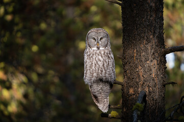 Great grey owl perched with eyes squinting