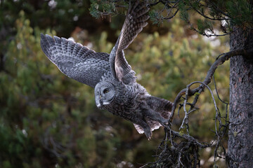 Great grey owl taking off