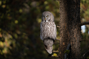 Great grey owl perched in the sun