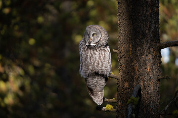 Great grey owl lit by the sun