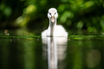 Schwanen K&uuml;cken
