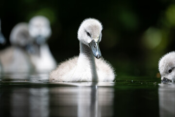 Schwanen K&uuml;cken