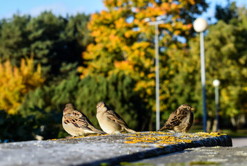 Three Small Sparrows Resting on an Urban Park Ledge in Autumn
