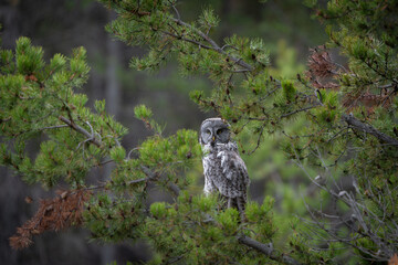 Great grey owl in green pine tree