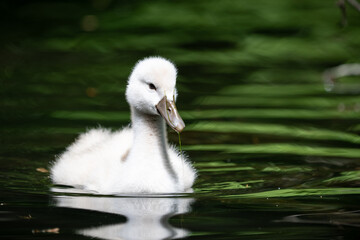 Schwanen K&uuml;cken