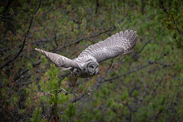 Great grey owl with wings spread